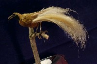 Lesser bird-of-paradise Collection Image, Figure 5, Total 9 Figures